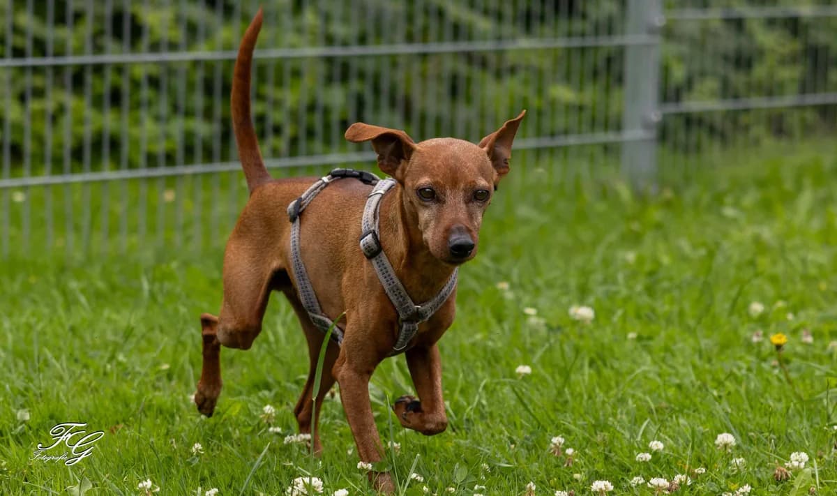 Bruno, Mixed Breed for adoption at Tierheim Ostermünchen, Ostermünchen