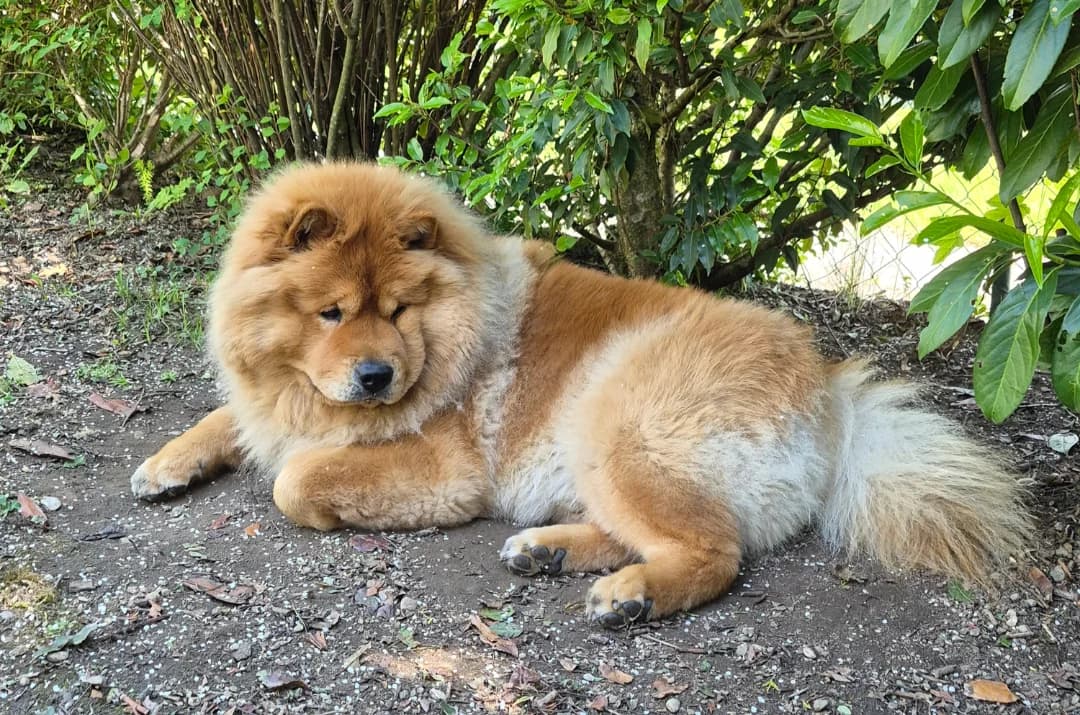Chello, Mixed Breed for adoption at Tierheim Ostermünchen, Ostermünchen