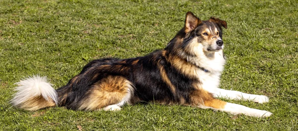 Ein Herz auf vier Pfoten, Mixed Breed for adoption at Tierheim Ostermünchen, Ostermünchen
