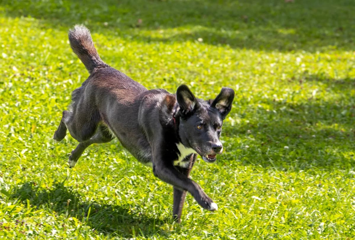 Emma, Mixed Breed for adoption at Tierheim Ostermünchen, Ostermünchen