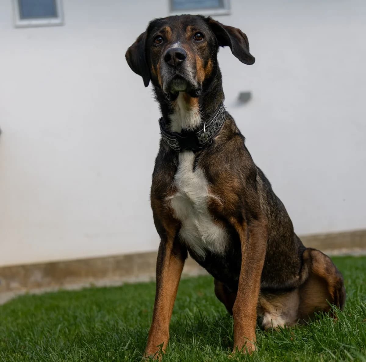 Happy, Mixed Breed for adoption at Tierheim Ostermünchen, Ostermünchen