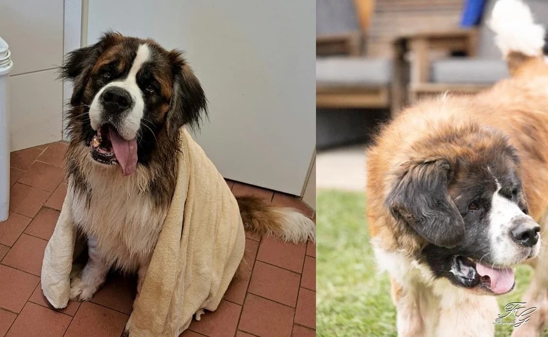 Jason und Spike, Mixed Breed for adoption at Tierheim Ostermünchen, Ostermünchen