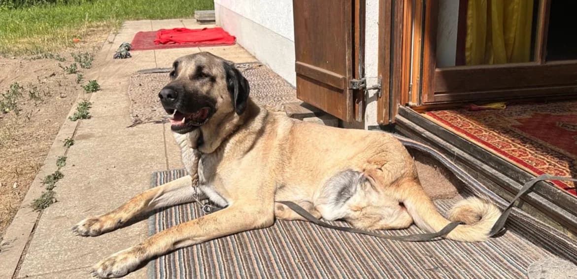 Luis, Mixed Breed for adoption at Tierheim Ostermünchen, Ostermünchen
