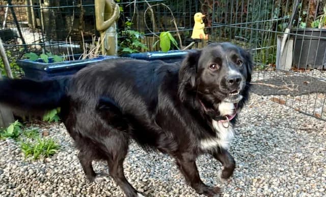 Meeko, Mixed Breed for adoption at Tierheim Ostermünchen, Ostermünchen