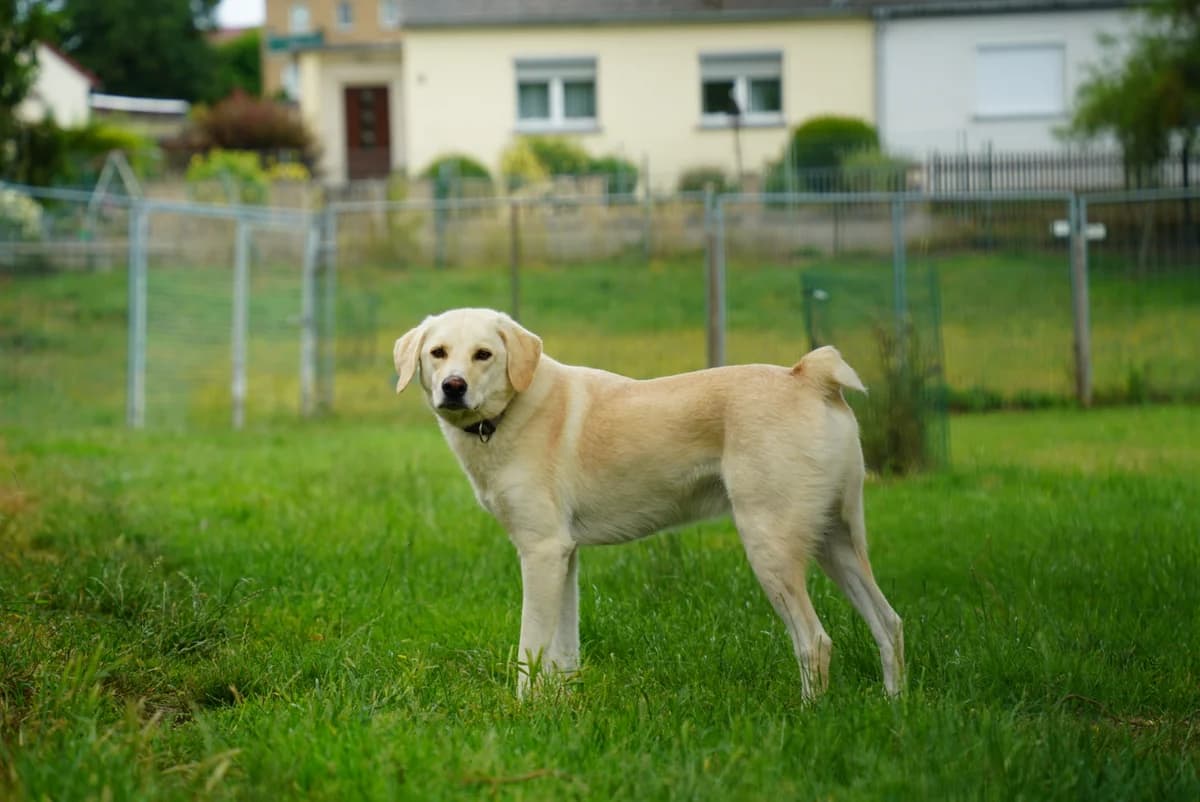 Rudi, male 3yo Mixed Breed for adoption at Tierheim