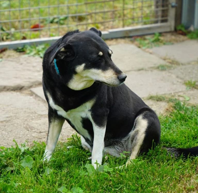 Jacky, female senior Mixed Breed for adoption at Tierheim