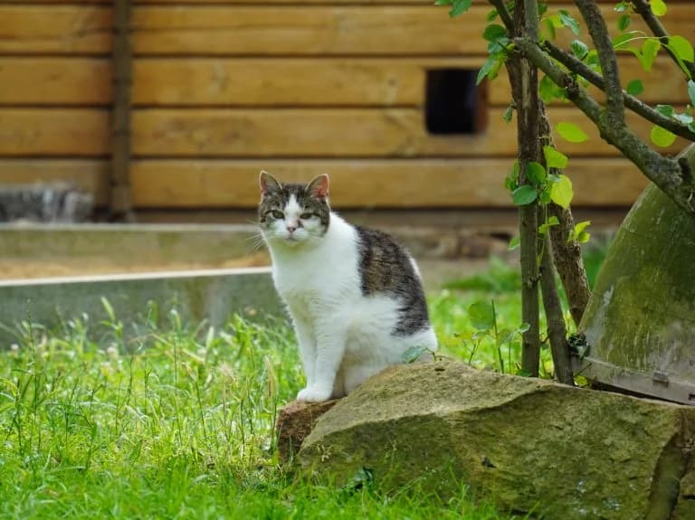 Mäusli, female senior European Shorthair for adoption at Tierheim