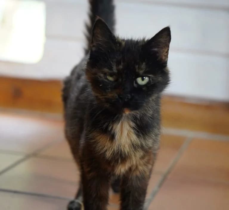 Alica, female senior European Shorthair for adoption at Tierheim