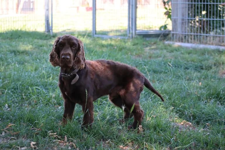 Sammy, male 5yo Cocker Spaniel for adoption at Tierheim