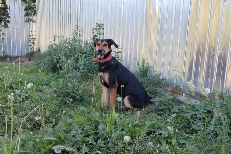 Hermine, female young Mixed Breed for adoption at Tierheim