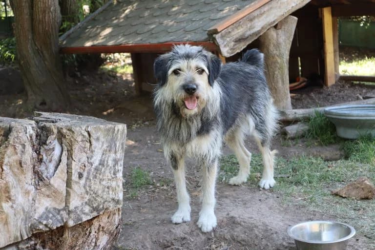 Faye, female 4yo Mixed Breed for adoption at Tierheim