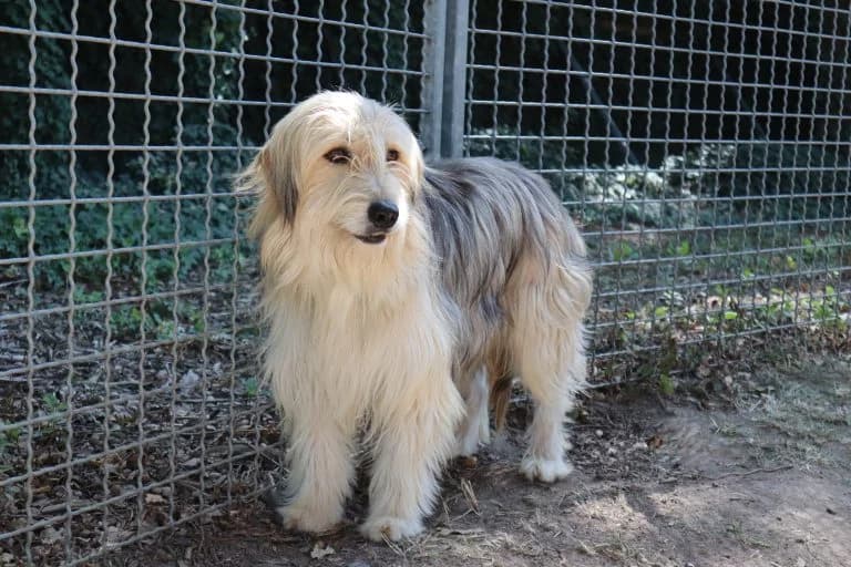 Maria, female young Mixed Breed for adoption at Tierheim