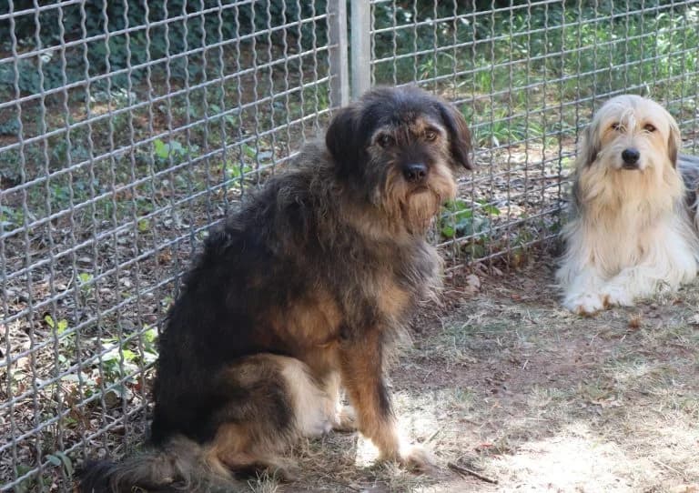 Matz, male 4yo Mixed Breed for adoption at Tierheim