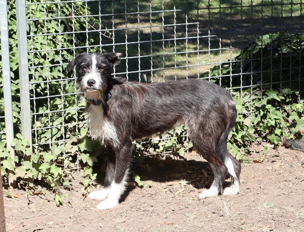 Mia, female young Mixed Breed for adoption at Tierheim