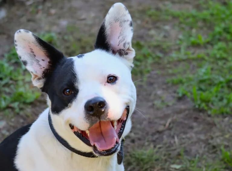 Bruno, male 3yo French Bulldog for adoption at Tierheim