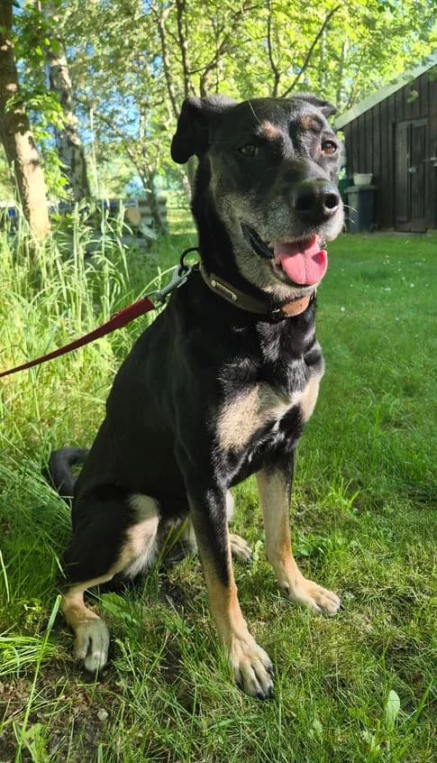 Bella, female senior Mixed Breed for adoption at Tierheim Ostthüringen / TSV Greiz