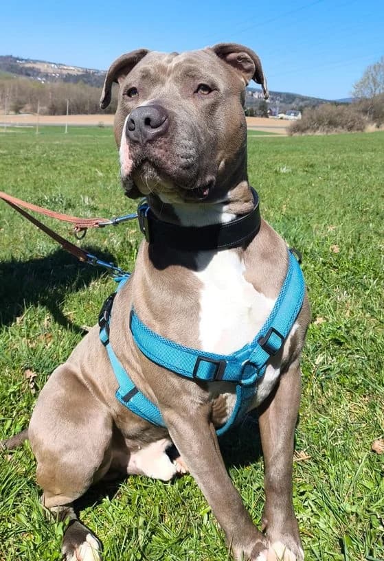 Dean, male mixed breed for adoption at Tierheim Ostthüringen / TSV Greiz
