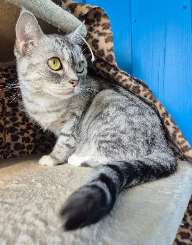 Elli (bkh-mix), 3yo Mixed Breed for adoption at Tierheim Ostthüringen / TSV Greiz