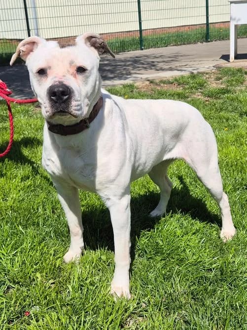 Emma, female senior English Bulldog for adoption at Tierheim Ostthüringen / TSV Greiz