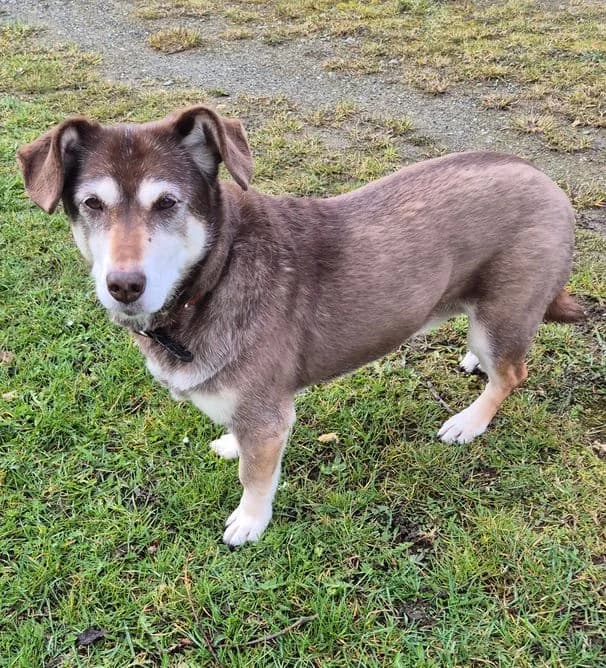 Greta, female Mixed Breed for adoption at Tierheim Ostthüringen / TSV Greiz