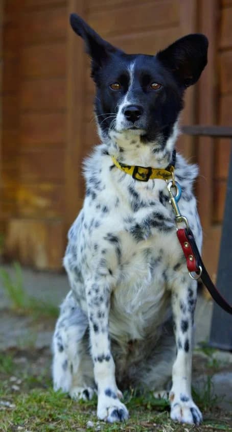 Hanna, female young Mixed Breed for adoption at Tierheim Ostthüringen / TSV Greiz