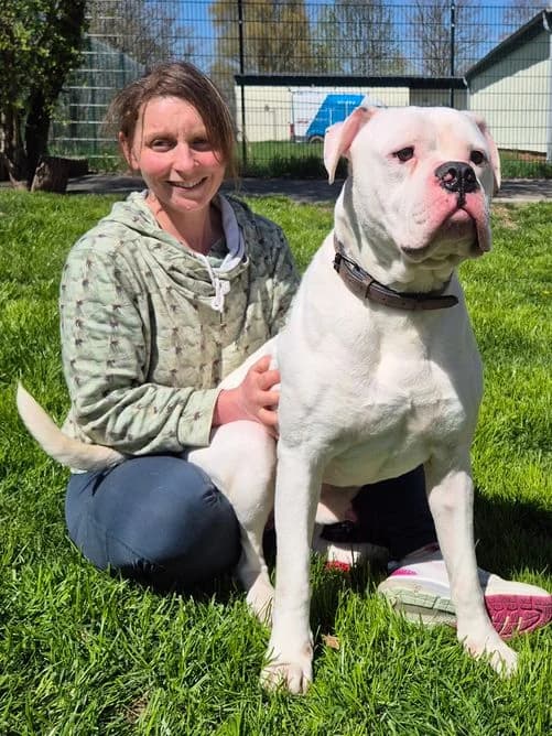 Klaus-dieter, male senior English Bulldog for adoption at Tierheim Ostthüringen / TSV Greiz