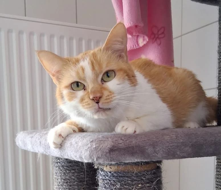 Olivia, female young Mixed Breed for adoption at Tierheim Ostthüringen / TSV Greiz