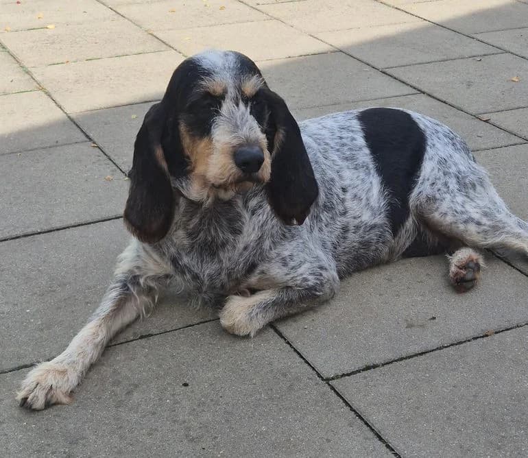 Perla, female 7yo mixed breed for adoption at Tierheim Ostthüringen / TSV Greiz