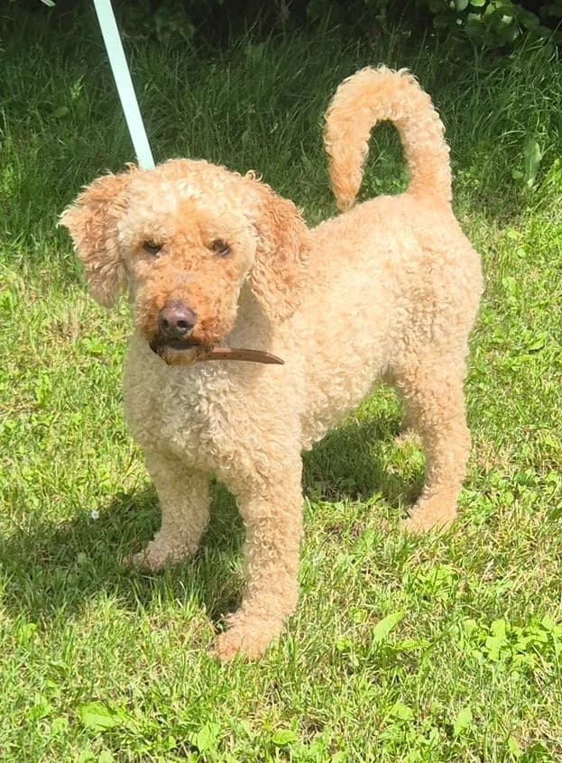 Rocco, Poodle for adoption at Tierheim Ostthüringen / TSV Greiz