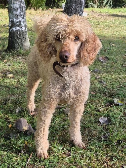 Rocco, 5yo Poodle for adoption at Tierheim Ostthüringen / TSV Greiz