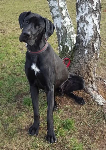 Santos, male 7yo Great Dane for adoption at Tierheim Ostthüringen / TSV Greiz