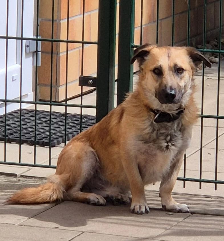 Sherlock, Mixed Breed for adoption at Tierheim Ostthüringen / TSV Greiz