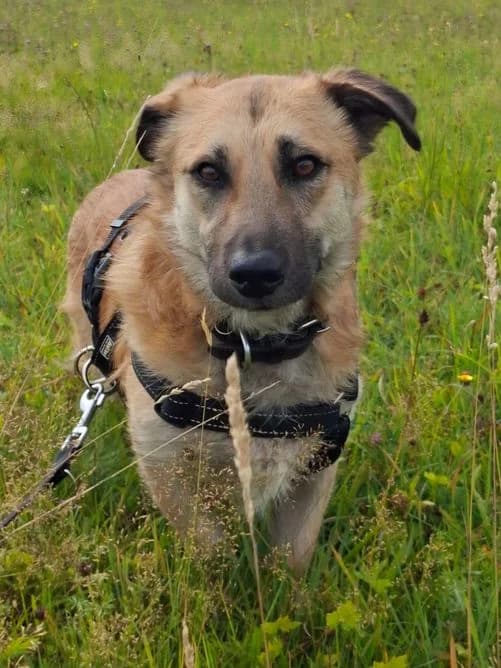 Sherlock, Mixed Breed for adoption at Tierheim Ostthüringen / TSV Greiz