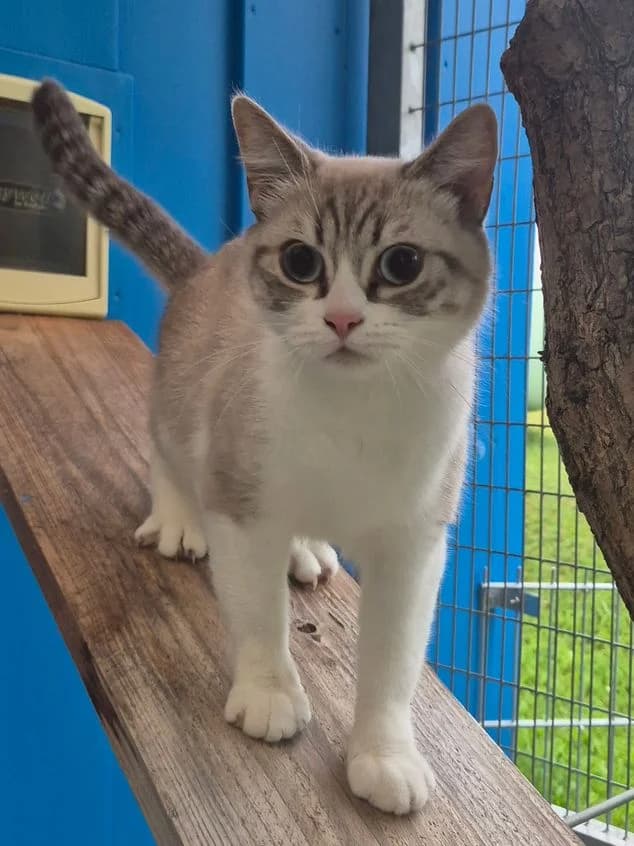 Snow, young mixed breed for adoption at Tierheim Ostthüringen / TSV Greiz