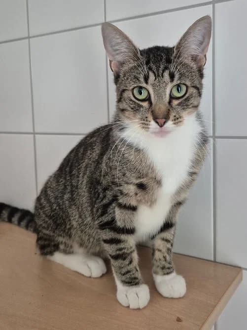 TOM, male Mixed Breed for adoption at Tierheim Ostthüringen / TSV Greiz