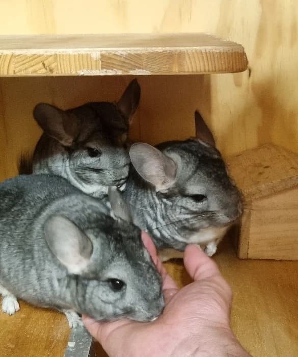 3 Chinchillas, grau 3yo Mixed Breed for adoption at Tierheim Paderborn, Paderborn