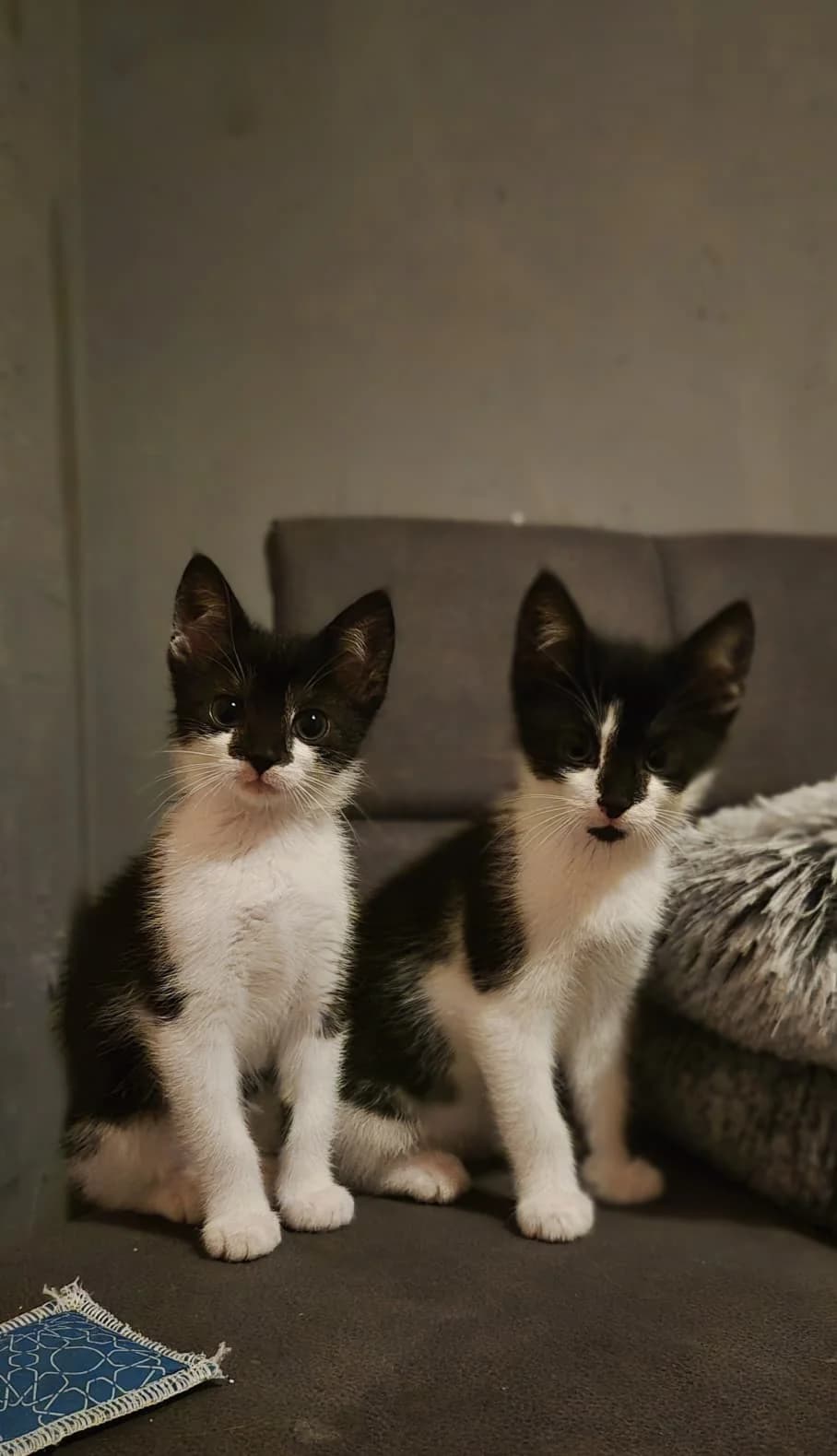 3 Kitten, puppy Mixed Breed Cat for adoption at Tierheim Paderborn, Paderborn