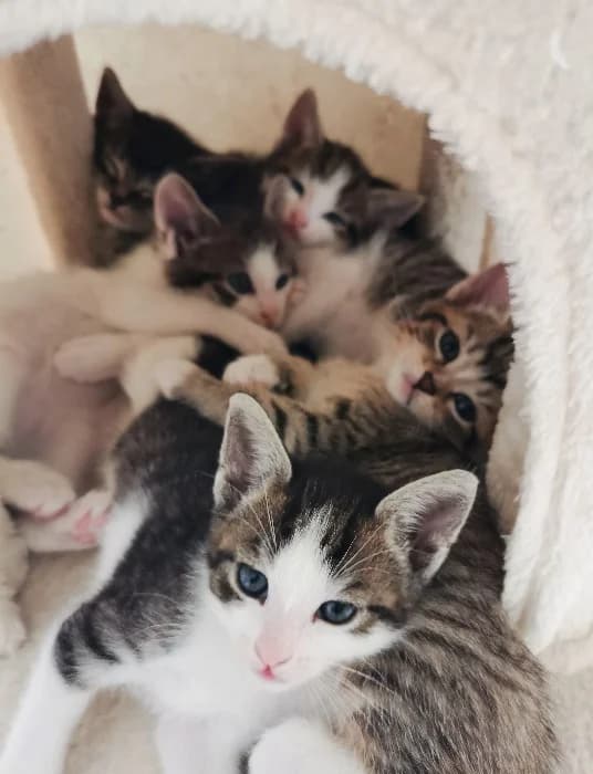 5 Herzensbrecher, puppy Mixed Breed Cat for adoption at Tierheim Paderborn, Paderborn
