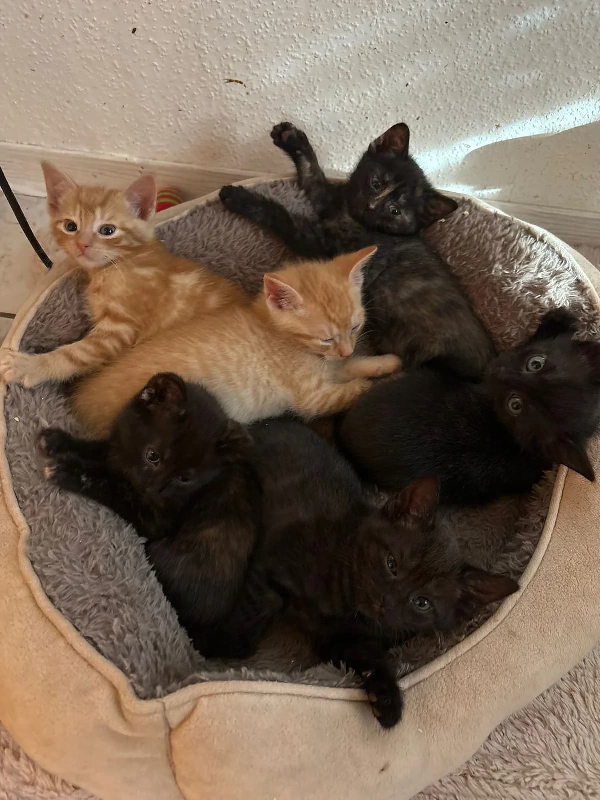 2 Jungs 5 Mädels, male Mixed Breed Cat for adoption at Tierheim Paderborn, Paderborn