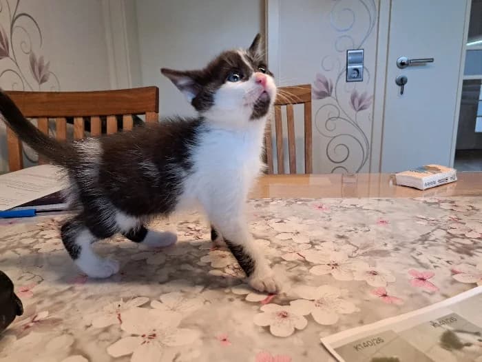 8 Kitten, puppy Mixed Breed Cat for adoption at Tierheim Paderborn, Paderborn