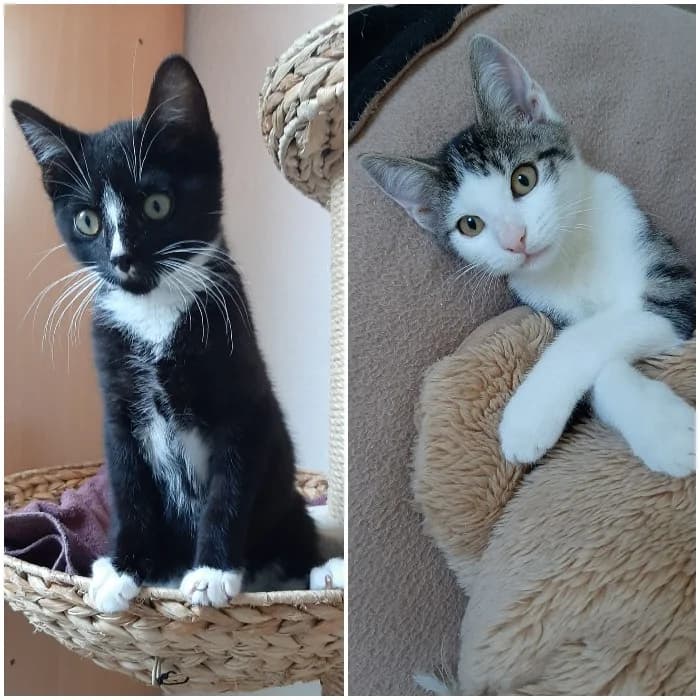 Arie & Micky, male puppy mixed breed for adoption at Tierheim Paderborn, Paderborn