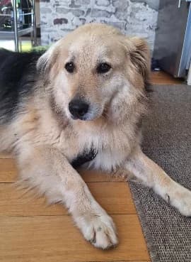 Ashley, female 7yo Mixed Breed for adoption at Tierheim Paderborn, Paderborn