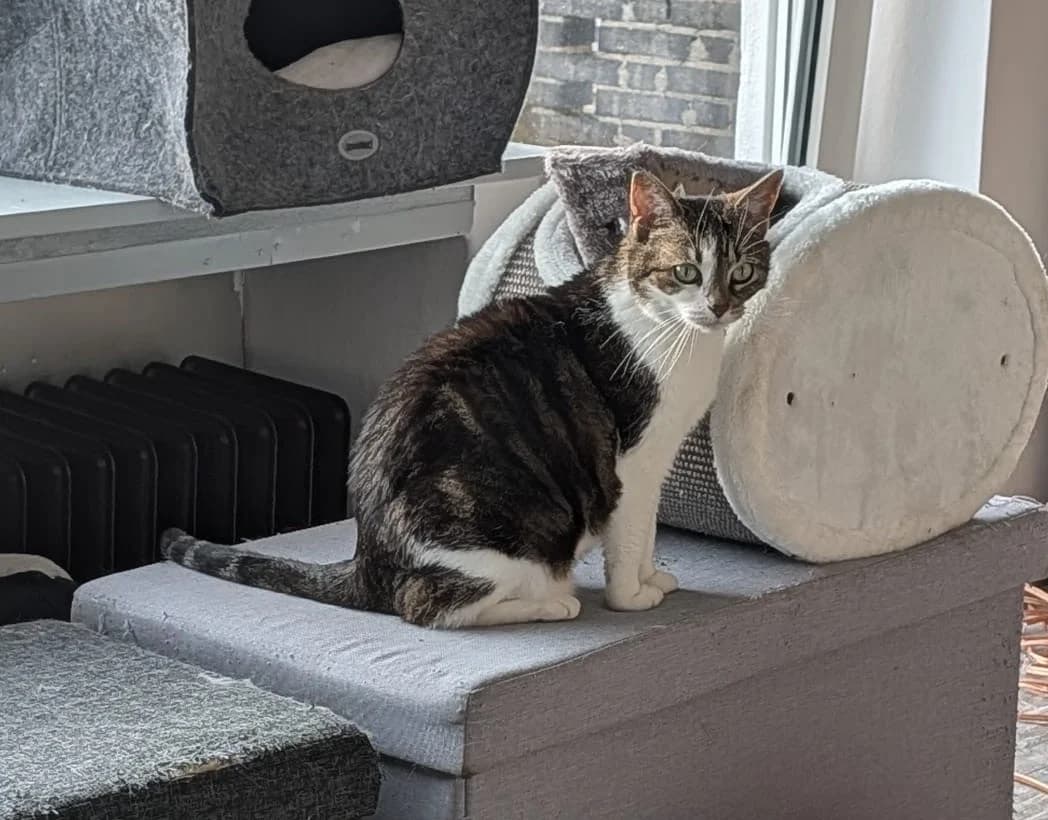 Baby & Moppelchen, senior Mixed Breed Cat for adoption at Tierheim Paderborn, Paderborn