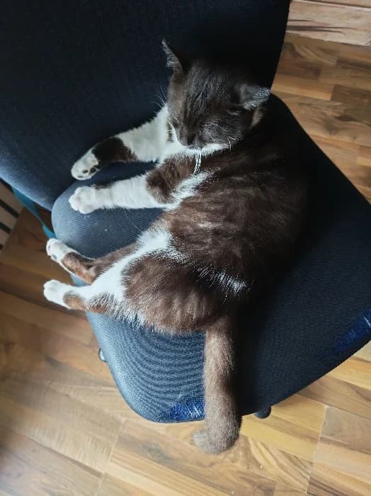 Barsik, male young Mixed Breed Cat for adoption at Tierheim Paderborn, Paderborn