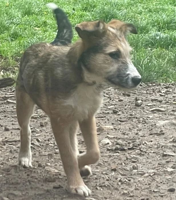 Bella, female mixed breed for adoption at Tierheim Paderborn, Paderborn