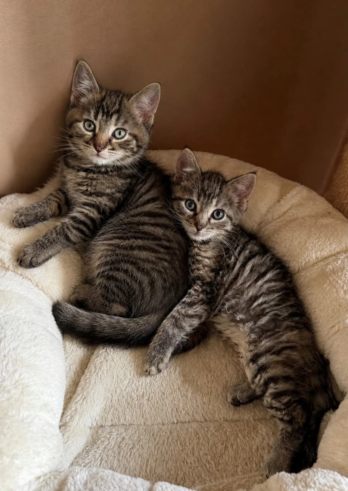 Bella & Nala, mixed breed for adoption at Tierheim Paderborn, Paderborn
