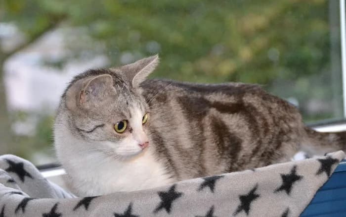 Belle, young Mixed Breed Cat for adoption at Tierheim Paderborn, Paderborn