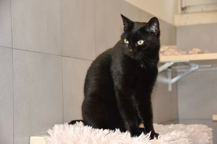Betty, young Mixed Breed Cat for adoption at Tierheim Paderborn, Paderborn