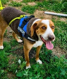 Bilbo, 5yo mixed breed for adoption at Tierheim Paderborn, Paderborn