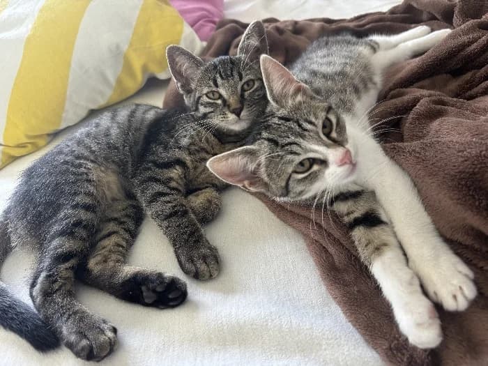 Blacki & Alva, puppy Mixed Breed Cat for adoption at Tierheim Paderborn, Paderborn